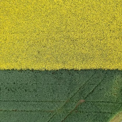 NZZ am Sonntag – Rapsanbau in der Schweiz: der Anbau der wichtigen Kulturpflanze ist bedroht.