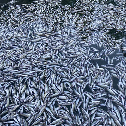 Reportagen – Die Causa Blausee: Wegen toter Fische stiess man auf toxischen Altschotter. Aber im Berner Oberland liegt noch mehr Dreck.